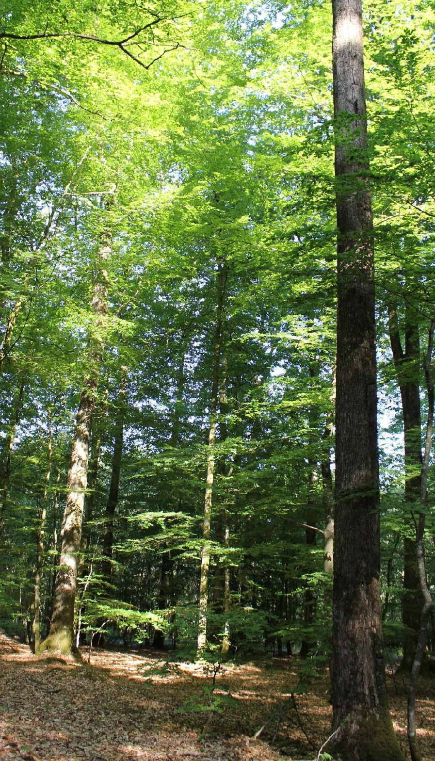 Image de couverture de GFI EPIFORET