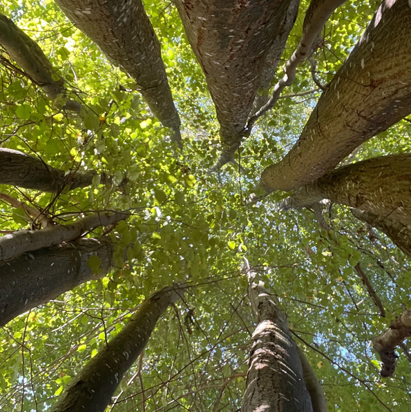Image de couverture de GFI CœurForest